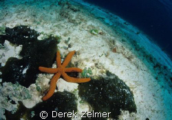 Comet sea star. Fernandez Bay, San Salvador Island. Sea a... by Derek Zelmer 